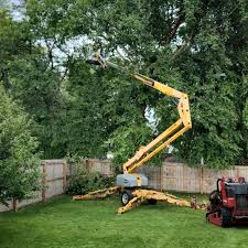 Professional Tree Removal Services in Wayne, WV